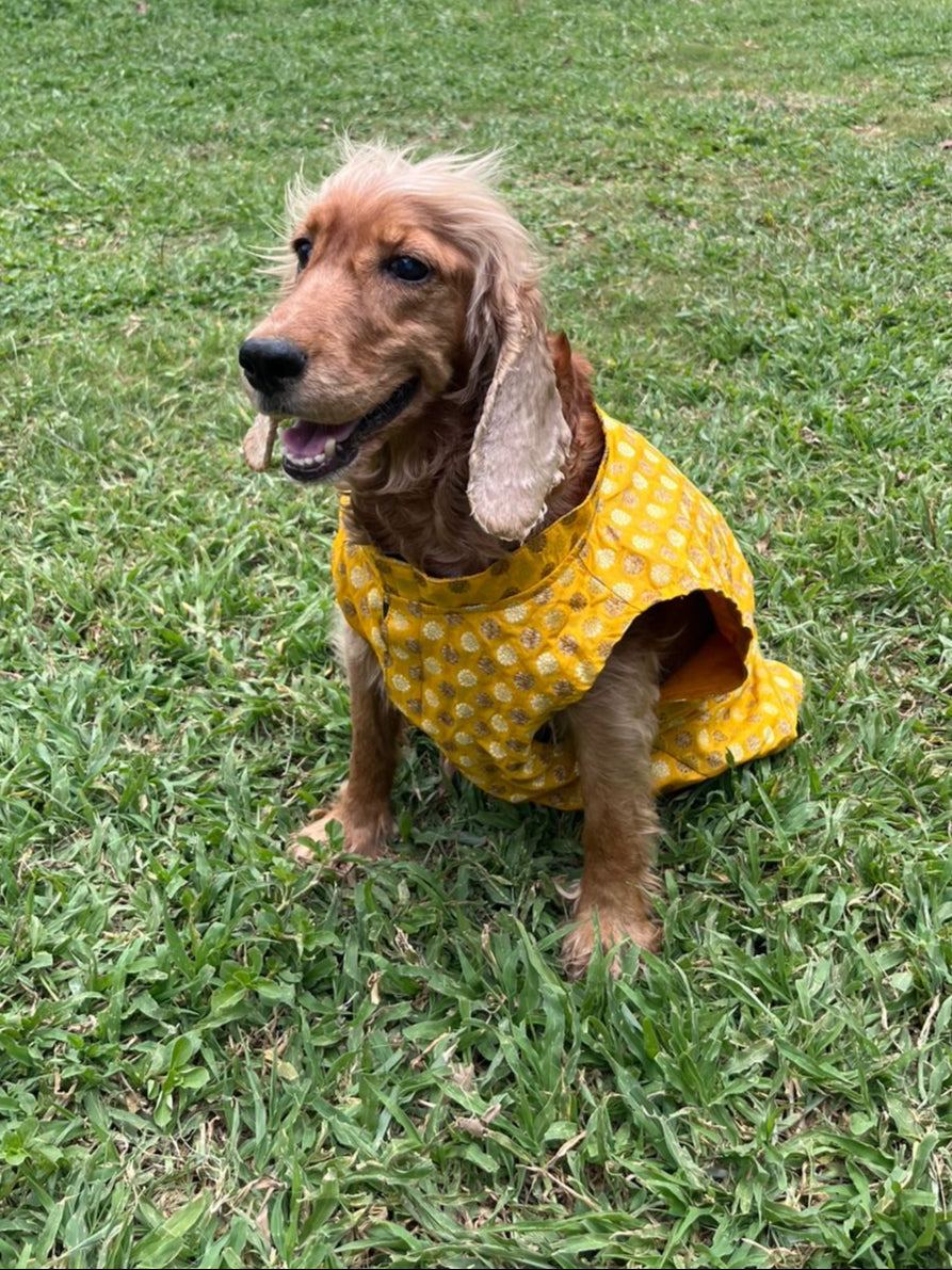 kutta Kurta!