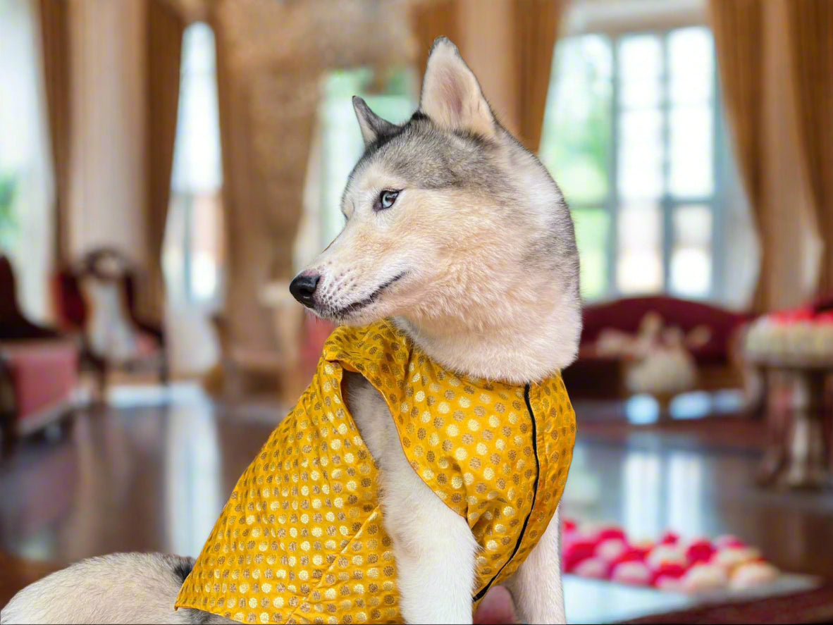 kutta Kurta!