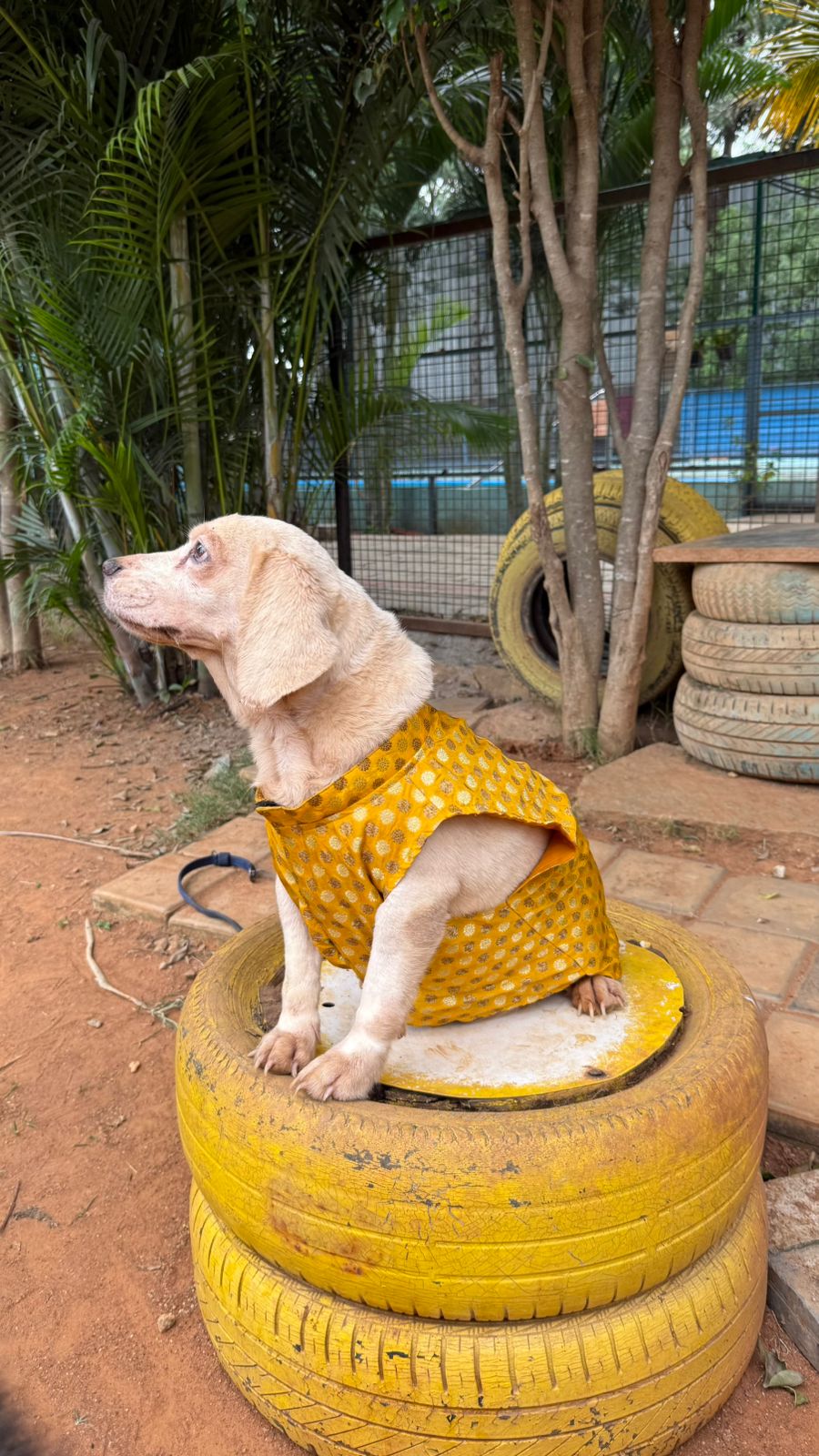kutta Kurta!