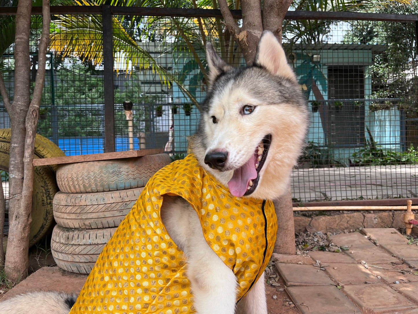 kutta Kurta!