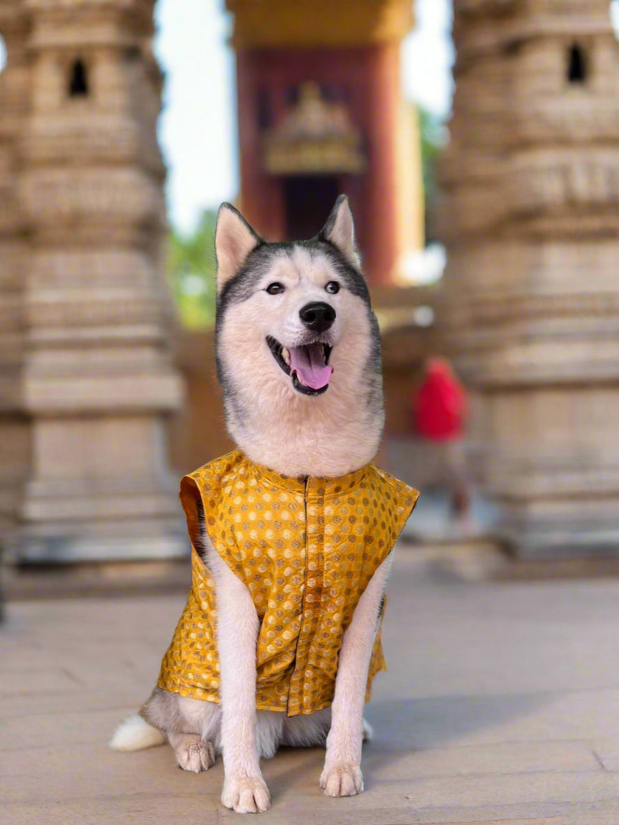 kutta Kurta!