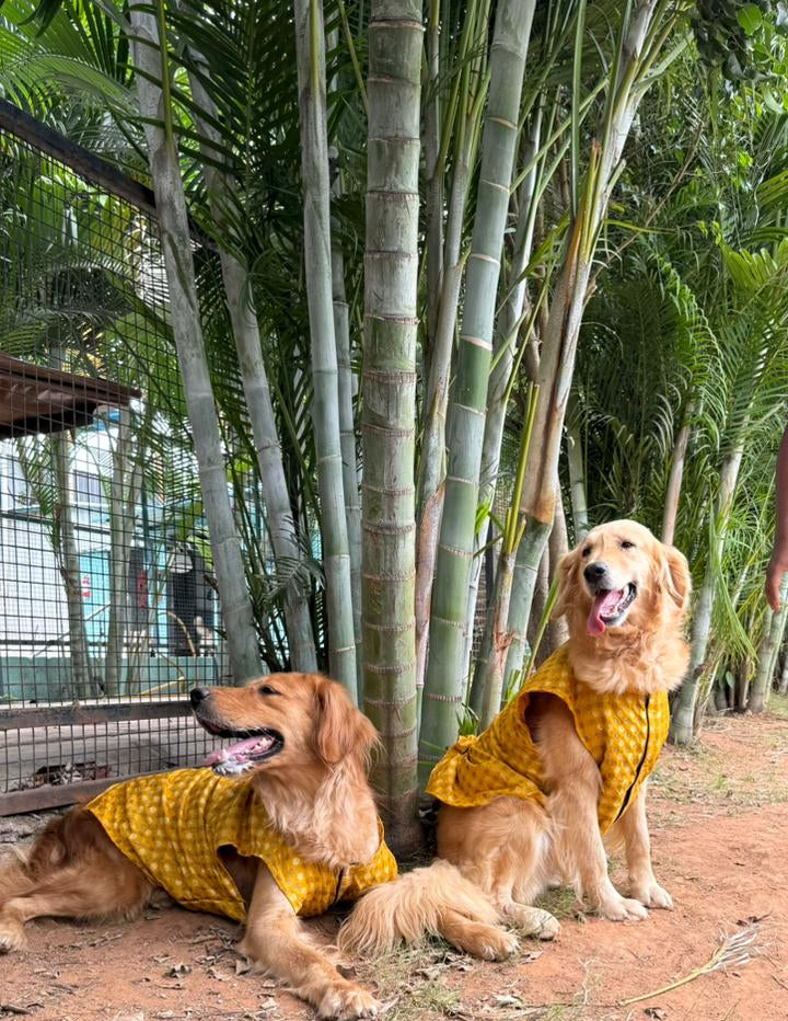 kutta Kurta!