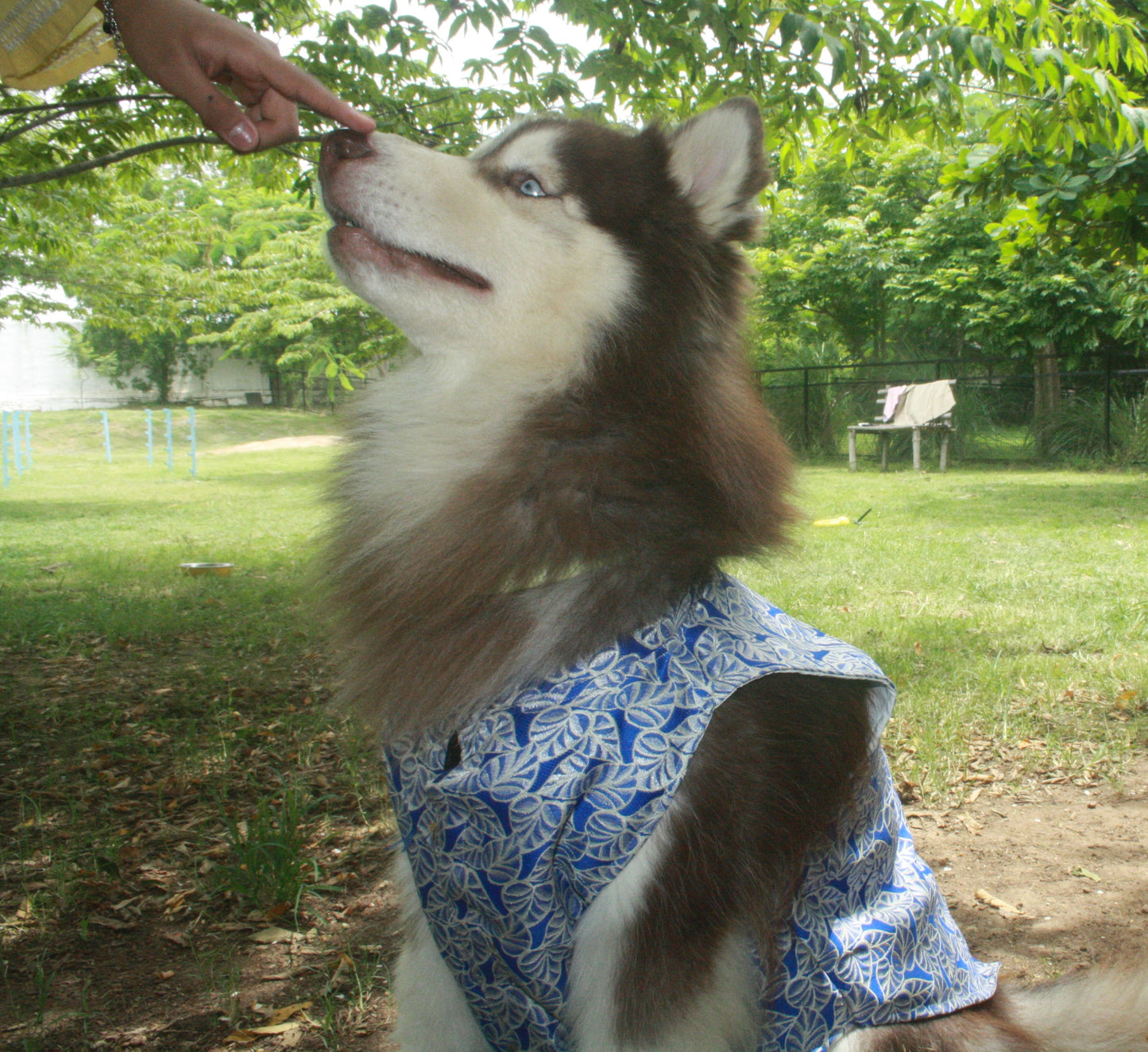 ๐พ Kutta Kurta โ Royal Indigo Edition ๐