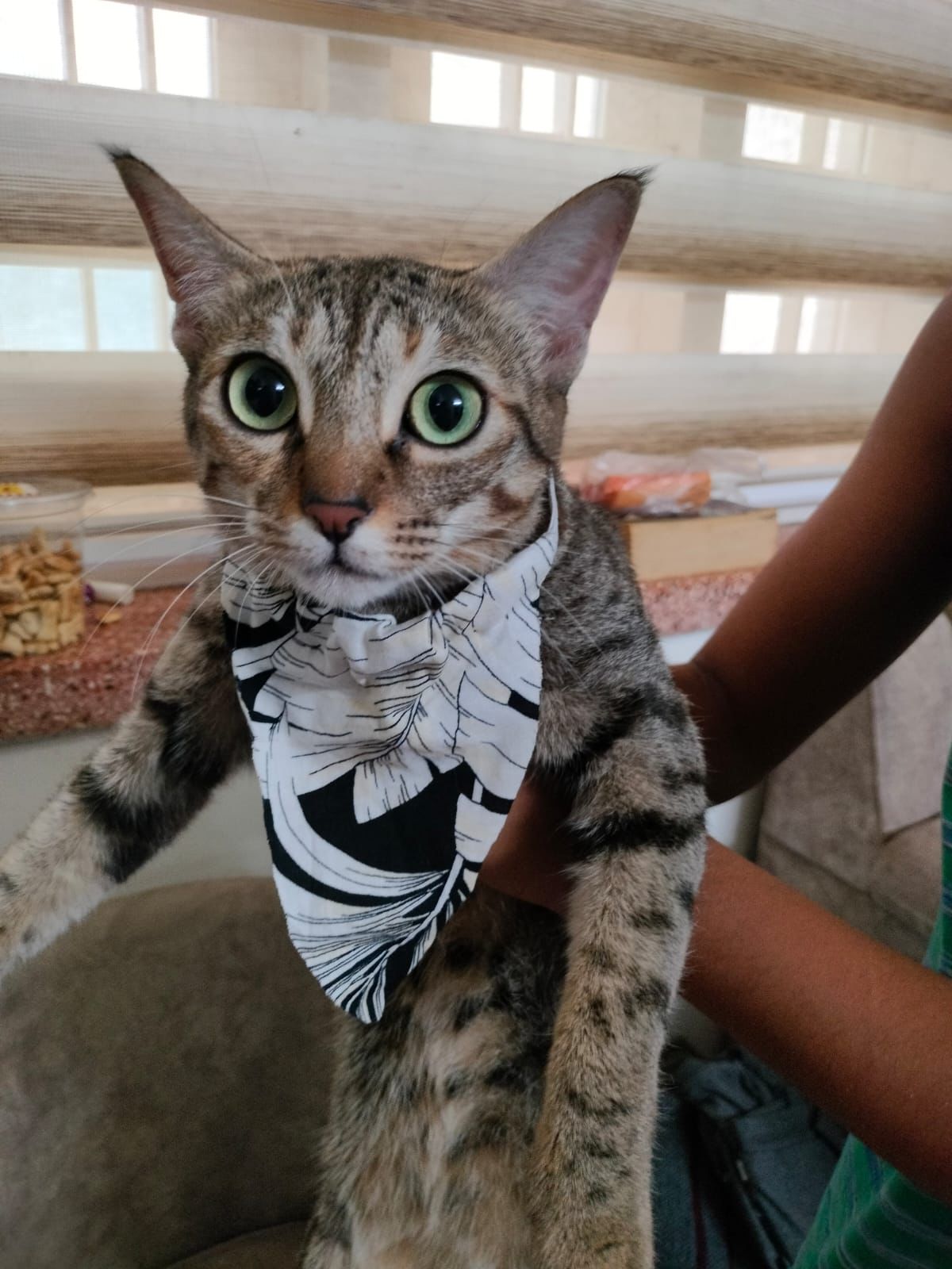 FurKnot - Pet Bandana