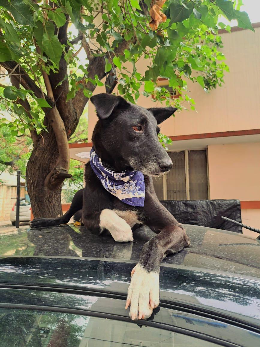 FurKnot - Pet Bandana