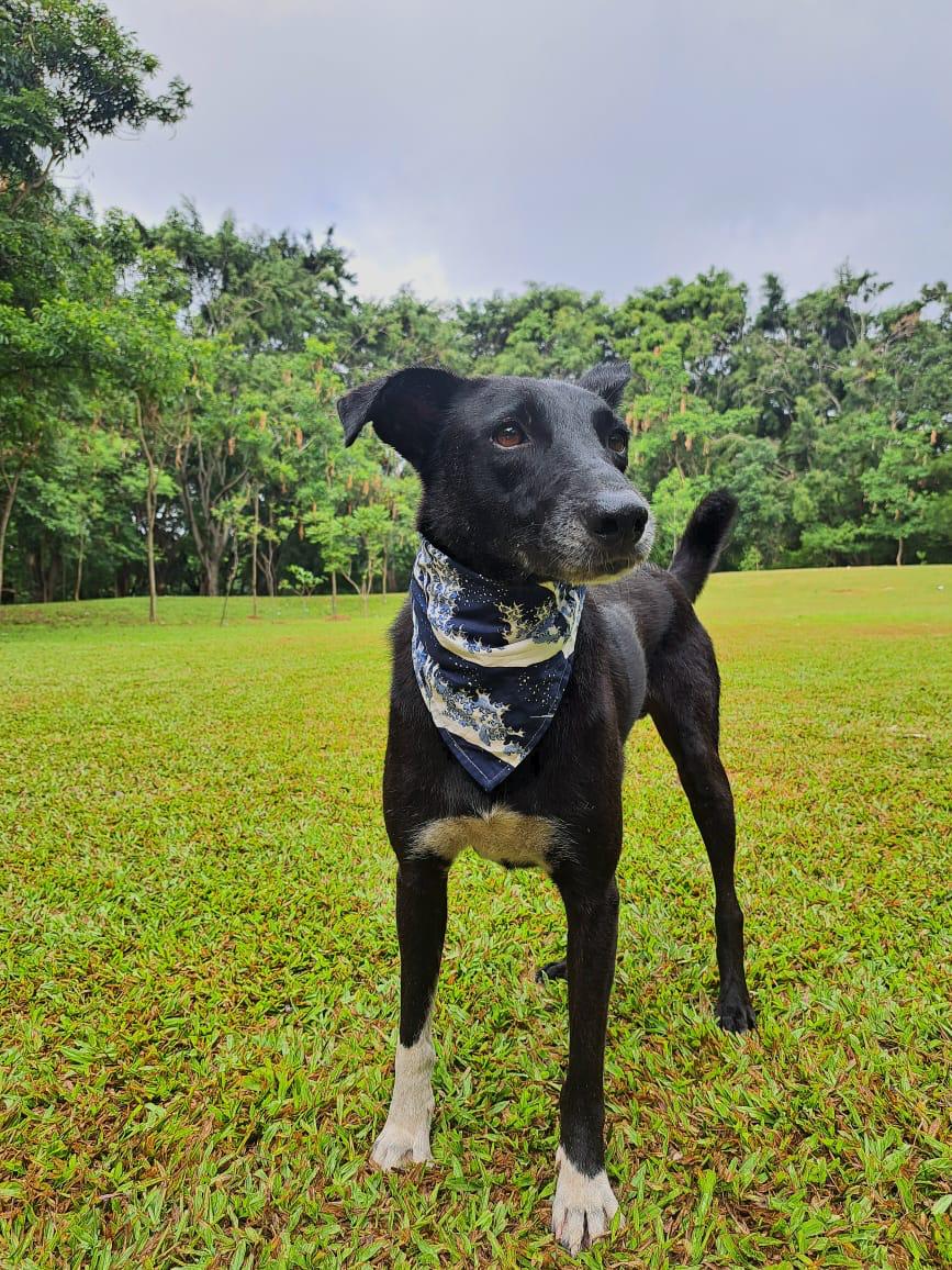 FurKnot - Pet Bandana
