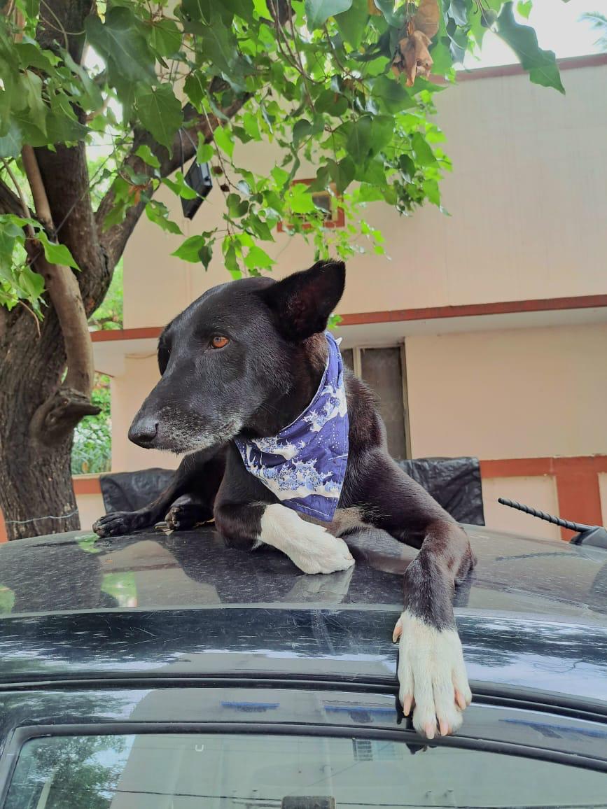 FurKnot - Pet Bandana