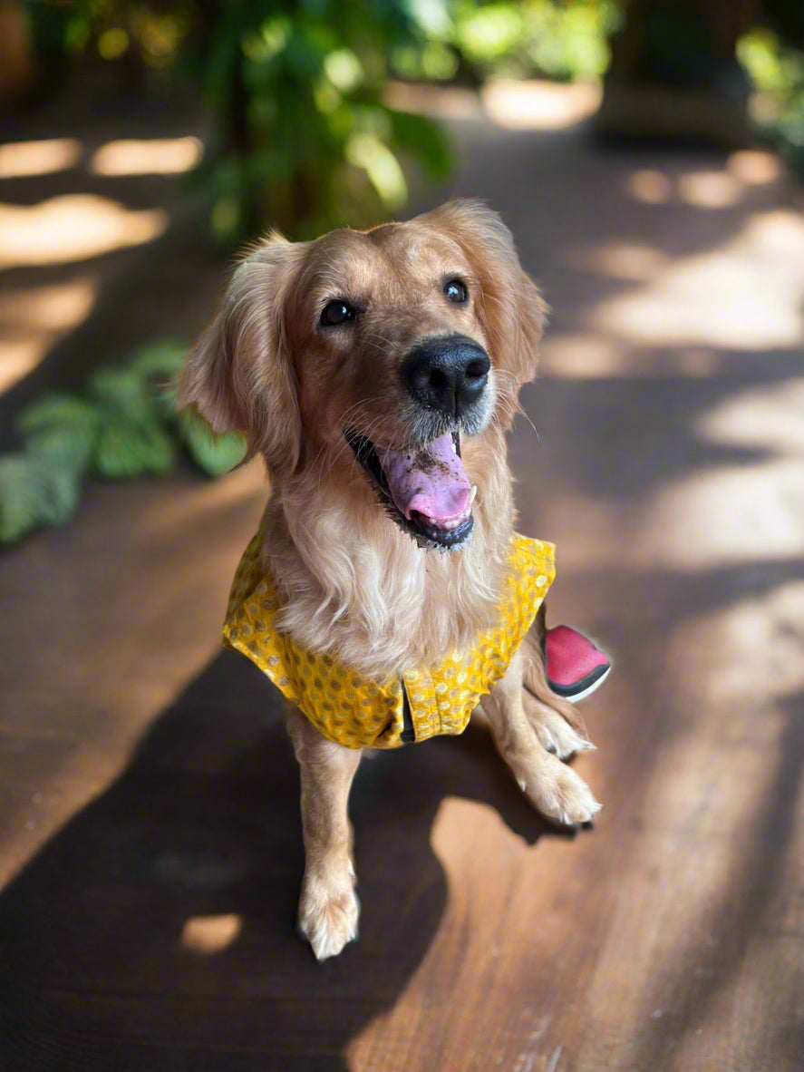 kutta Kurta!