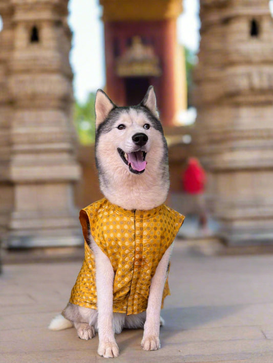 kutta Kurta!