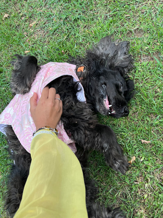 🐾 Kutta Kurta – Blush Royale (Pookie Collection) 🌸
