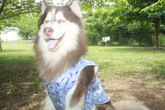🐾 Kutta Kurta – Royal Indigo Edition 💙